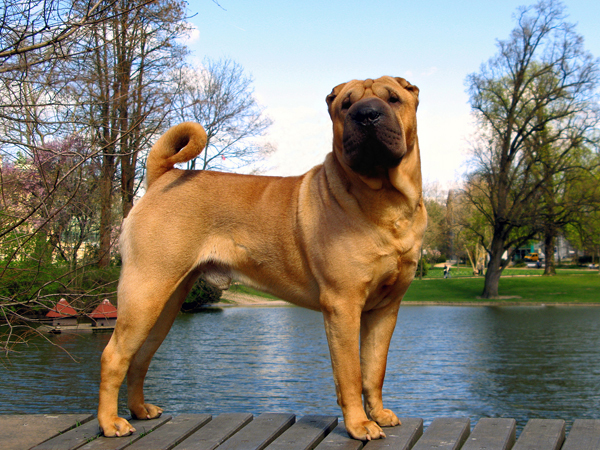 DSPC Winner 2010 - Chesapeakes my Sundance DSPC Winner 2010 - Chesapeakes my Sundance