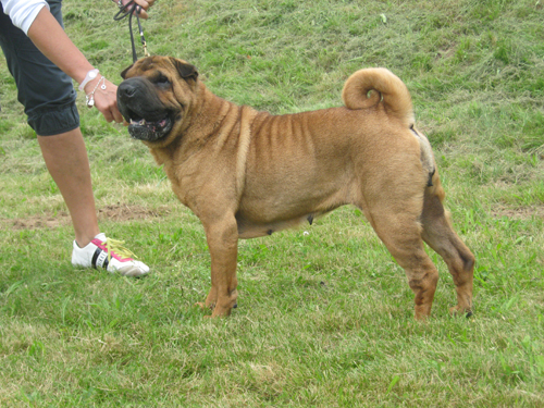 Xanthi's Wrinkle Daisy Xanthi's Wrinkle Daisy