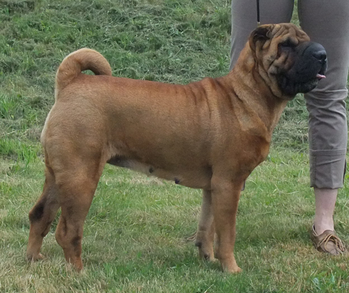 Xanthi`s Wrinkle Itchy Xanthi`s Wrinkle Itchy