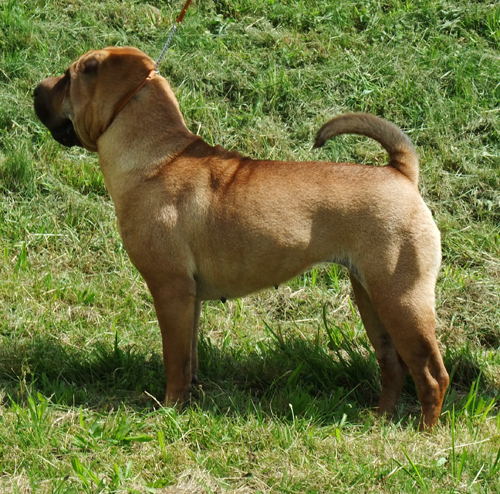 Ruby Red Viky Pei Katherine Ruby Red Viky Pei Katherine