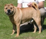 Shar-Pei mit Kröten Maul