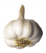 Knoblauchknolle mit Zehen